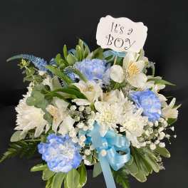 Sweet Baby Blue