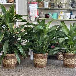 Three potted green houseplants in woven baskets