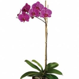 Purple orchid plant in a square wooden planter