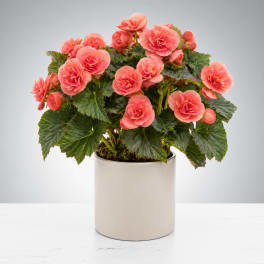 Blooming Begonia Plant