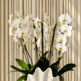 Pearl Blooms