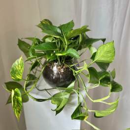 Potted trailing pothos plant in a dark round vase