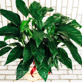 Potted green houseplant with broad glossy leaves