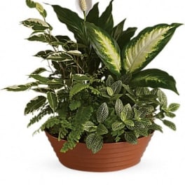 Potted green houseplant arrangement with a white peace lily bloom