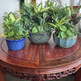 Ceramic Dish Gardens