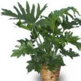 Potted green houseplant with large split leaves in a woven basket