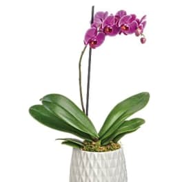 Potted orchid with purple blooms in a white planter