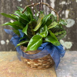 Basket of green houseplants with a blue ribbon bow
