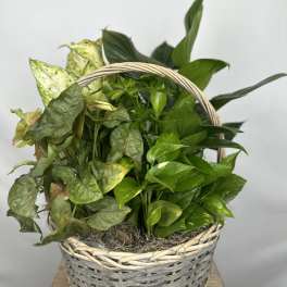 Basket of assorted green houseplants with a woven handle