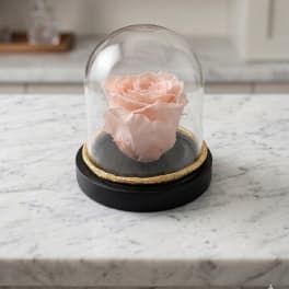 Peach Mini Preserved Forever Rose