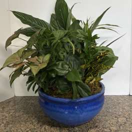 10 inch Dish Garden
