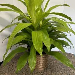 Dracaena Limelight Plant