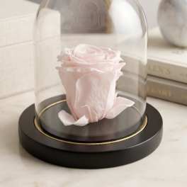 Pink Preserved Forever Rose No Stem