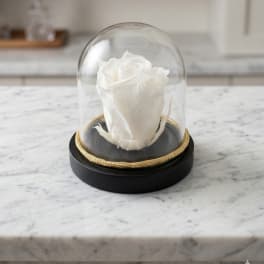 White Mini Preserved Forever Rose