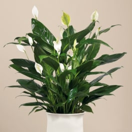 White peace lilies in a white pedestal pot