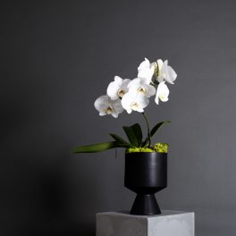 White orchid plant in a black pedestal pot on a gray block