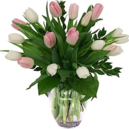 Pink & White Tulips