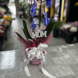 PHALAENOPSIS ORCHID PURPLE