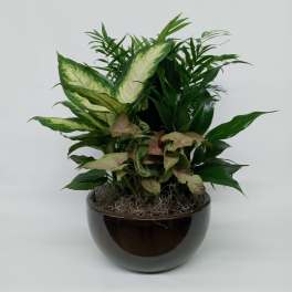 Dish Garden small