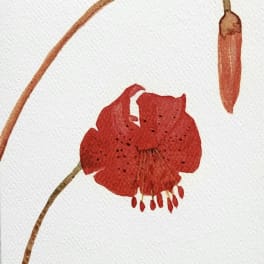 Red tiger lily illustration on white paper
