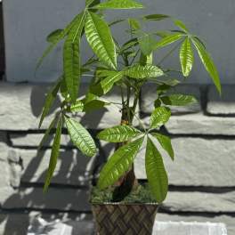 Potted money tree plant in a woven square planter