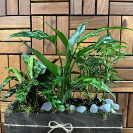 Mixed green potted plants in a rectangular wooden planter with stones
