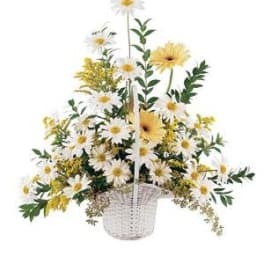 Basket arrangement of white daisies and yellow flowers
