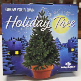 Box labeled Holiday Tree with a small potted evergreen tree