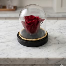 Red Mini Preserved Forever Rose