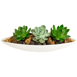 Three succulents arranged in a white oval planter with decorative stones