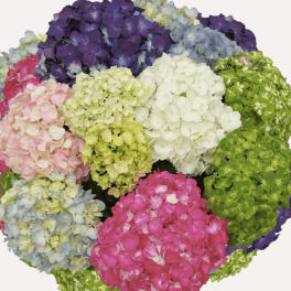 Clustered hydrangea blooms in purple, pink, white, blue, and green