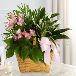Pink flowers and assorted green plants in a woven basket with a pink ribbon.