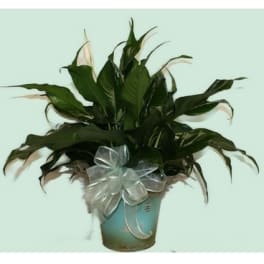 Potted green plant with a silver bow in a blue container
