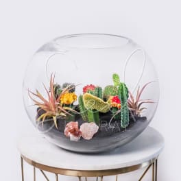 Glass bowl terrarium with assorted small cacti and succulents