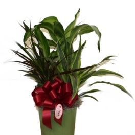 Potted green plant with a red ribbon bow
