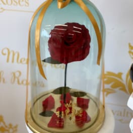 Single red rose under a clear dome with a gold ribbon