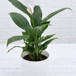Potted peace lily plant with broad green leaves and a single white bloom in a white container.