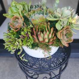 Love my succulent bowl