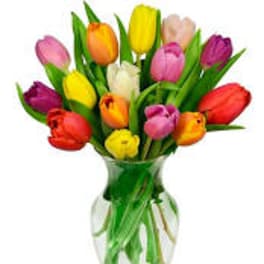 Colorful tulips arranged in a clear glass vase