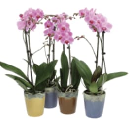 Group of pink orchid plants in assorted colored ceramic pots