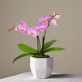 Pink orchid plant in a white pot