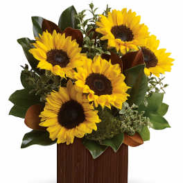 Sunflower arrangement in a wooden box with dark green foliage