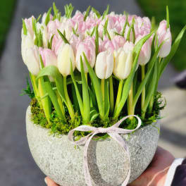 Pink and white tulips in a round stone planter
