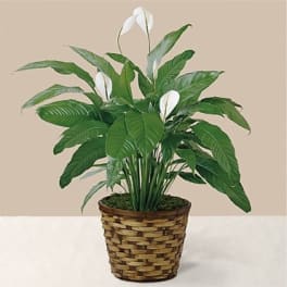 Potted peace lily plant with white blooms in a woven basket
