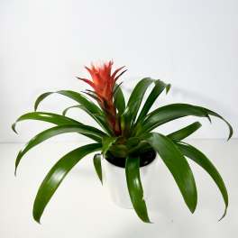 Bromelia Plant 6"