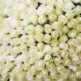 Dense bouquet of white roses against a dark background
