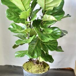 Tall fiddle leaf fig houseplant in a gray metal pot on a wood floor