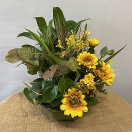 Yellow sunflowers arranged in a low glass bowl with mixed green foliage
