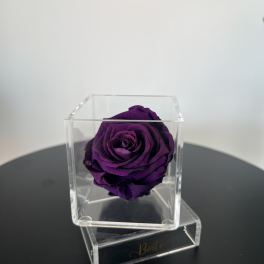 Petit Forever Boîte (Dark Purple)