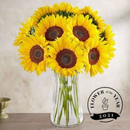 Bouquet of yellow sunflowers in a clear glass vase